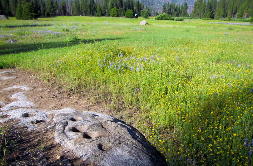 a rock mostly buried in dirt with seven circular holes in it has a grassy meadow behind it that is peppered with purple and yellow wildflowers.