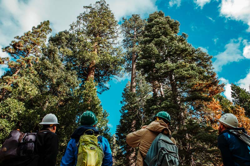four people wearing hard hats and backpacks are looking up at a few giant trees