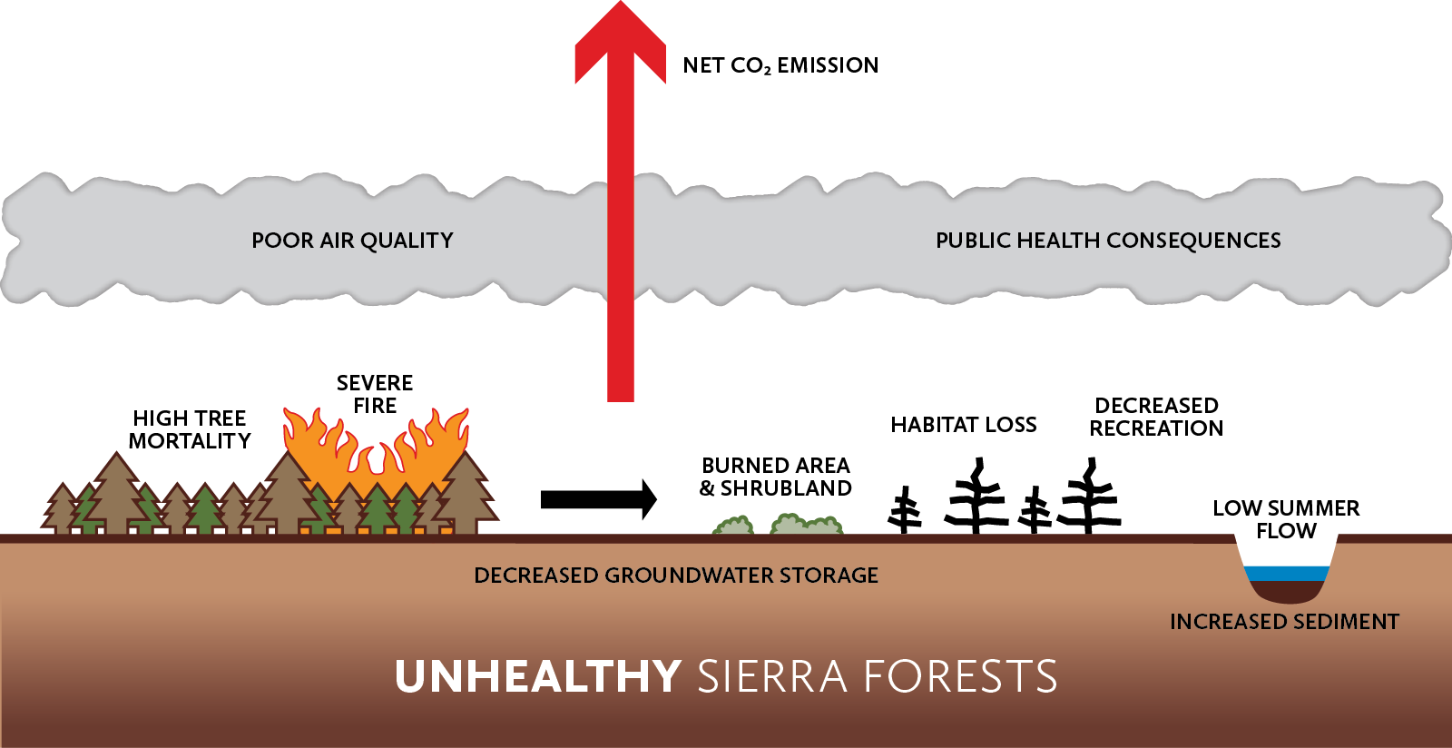 Unhealthy forests are too dense with greater risk for high tree mortality and severe fire. This eventually results in negative impacts: forests converting to burned area and shrubland, habitat loss, decreased recreation, poor air quality, public health consequences, net carbon dioxide emission, decreased groundwater storage, increased sedimentation in rivers, and low summer water flow.