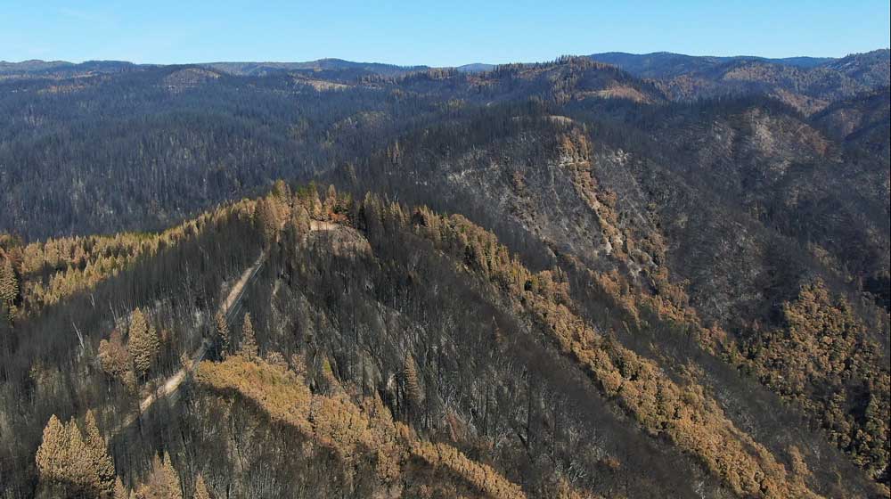 aerial image of large burned landscape with charred and brown trees