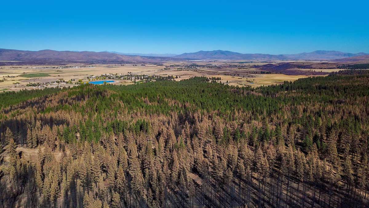Aerial image showing burned trees in the foreground that transition to brown trees then live green trees. In the backgound there's an undisturbed community.
