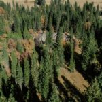 Aerial image of live trees with an undisturbed home