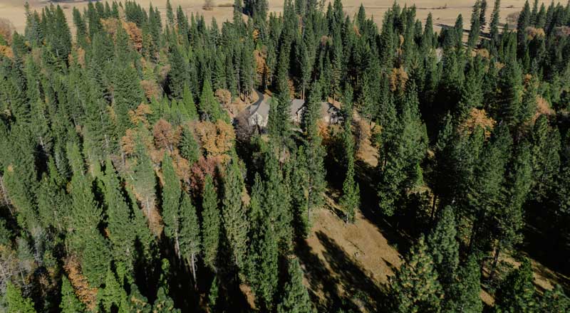 Aerial image of live trees with an undisturbed home
