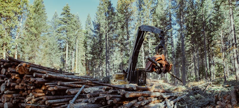 large machine holds a long tree trunk horizontally getting ready to place it next to a pile of tree trunks