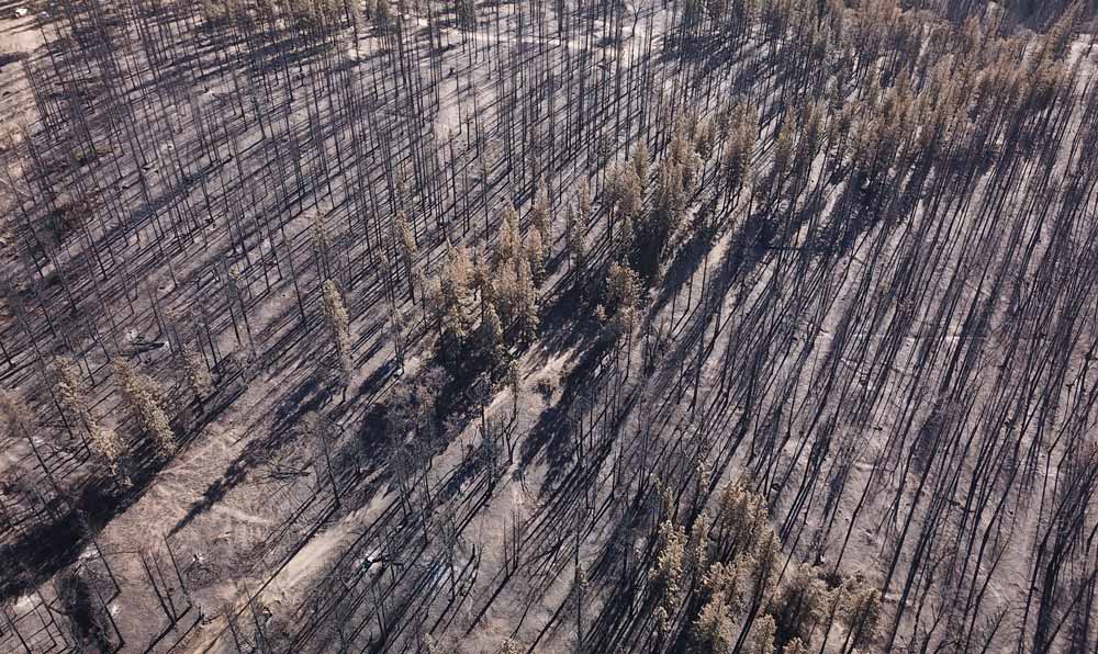 aerial image of charred trees, most of which look like match sticks