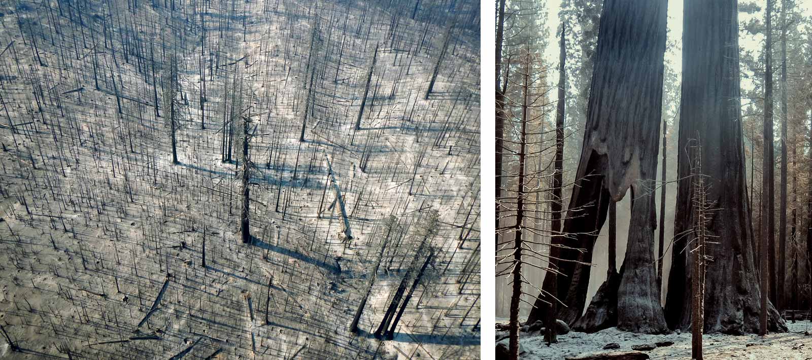 Aerial of all burned trees, and close up of a large, burned tree trunk