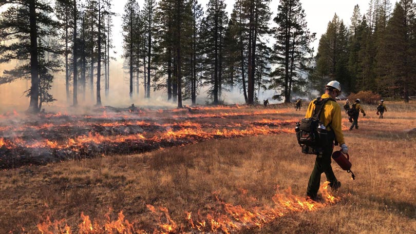 A person with a drip torch lights a fire along the line they are walking. Smoke sits along the ground in the background pine tree forest.