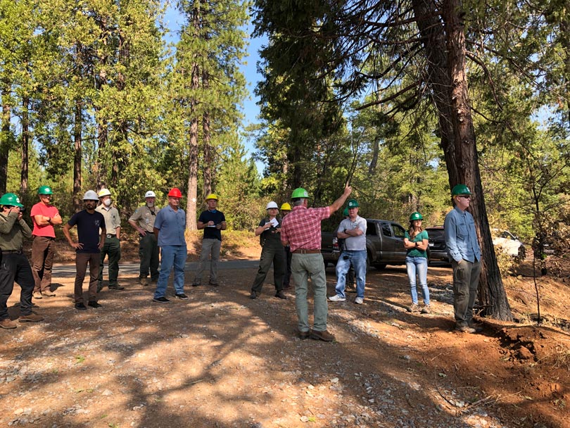 SNC launches $25 million grant round, funds giant sequoia restoration project