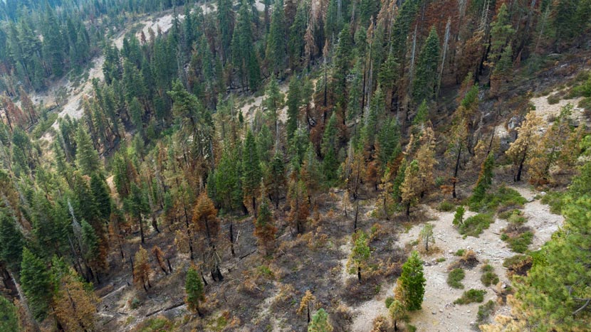 looking down at a forest covered in green pine trees, many of which are brown at the bottom
