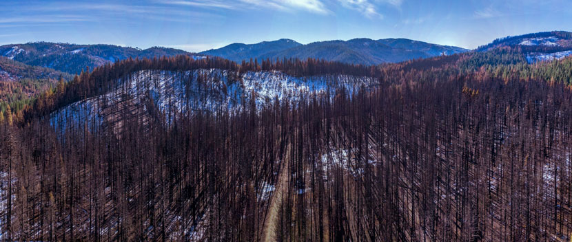 Five wildfire recovery strategies for the Sierra Nevada