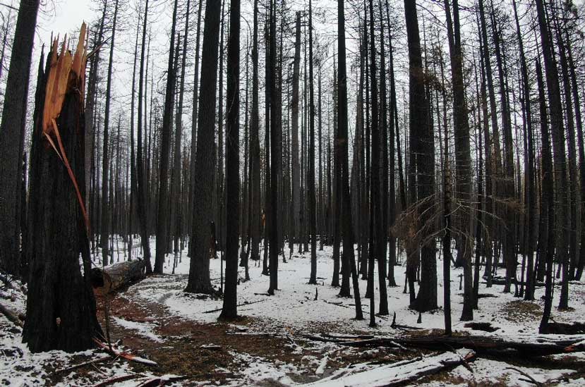 SNC announces $23 million forest and fire restoration grant program