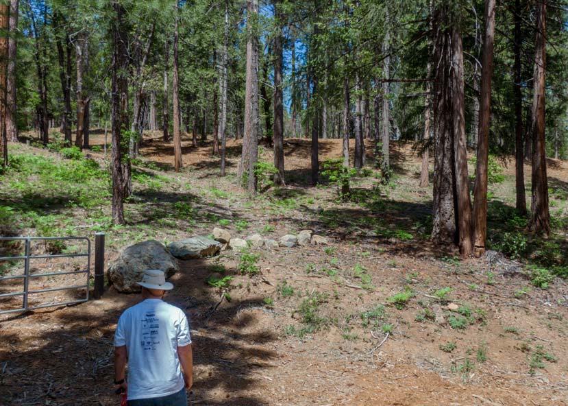 man in foreground stands facing a forest in front of him that have trees spaced out so you can see between them