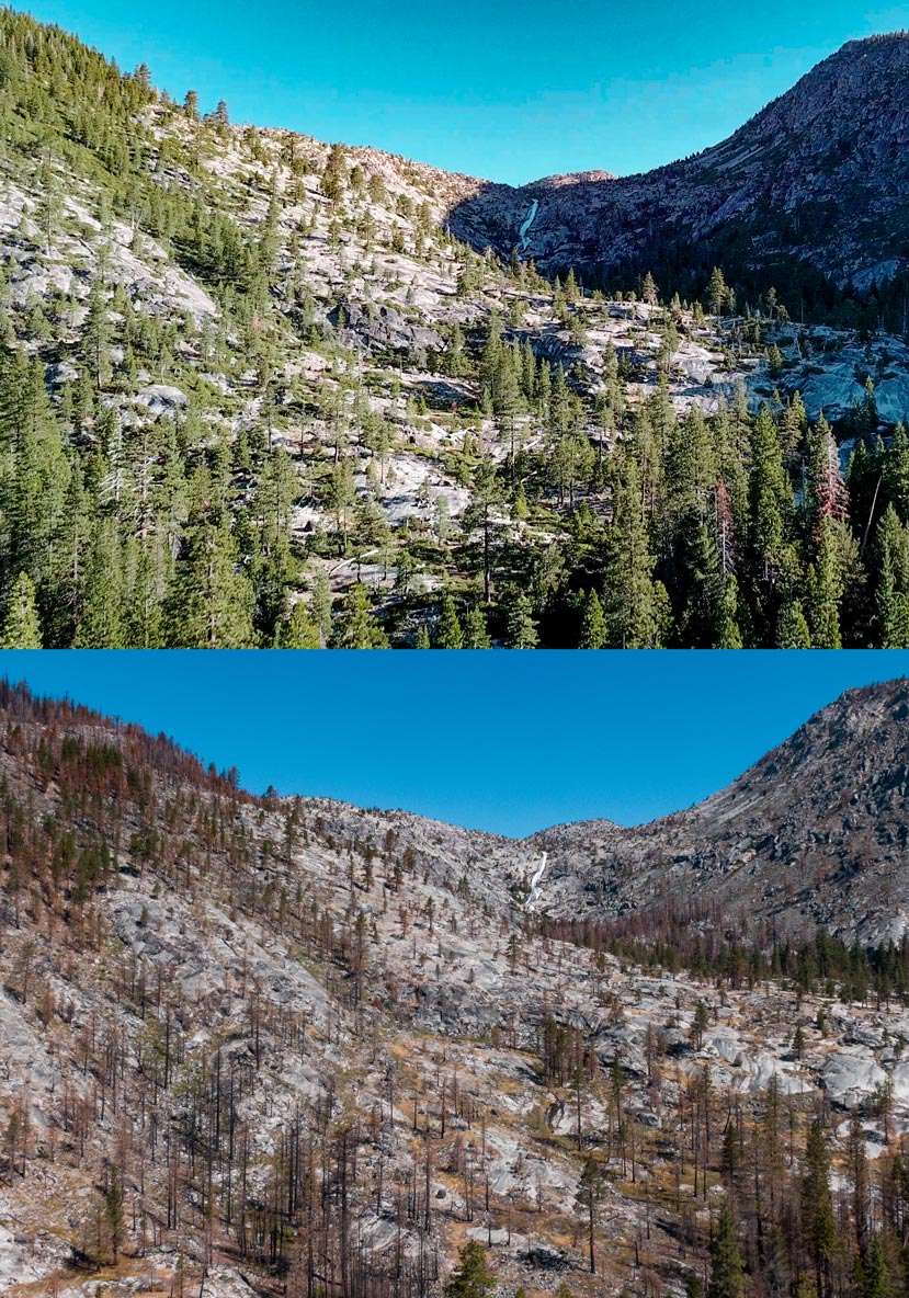 Looking from above out across a granite mountain side with a waterfall in the background. In the top image the mountain is covered with green trees. In the bottom, the mountain side is brown and peppered with dead trees.