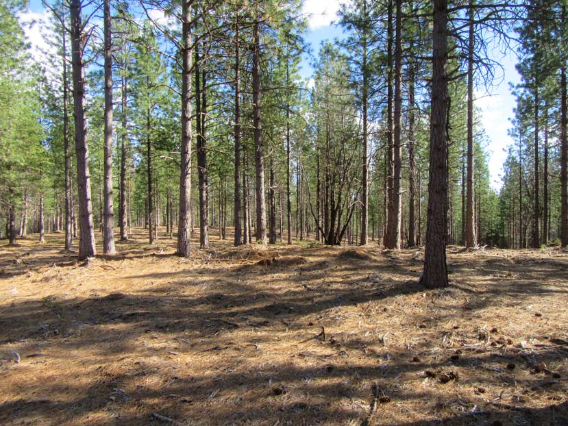 an open forest with trees spaced far enough apart to see toward the background