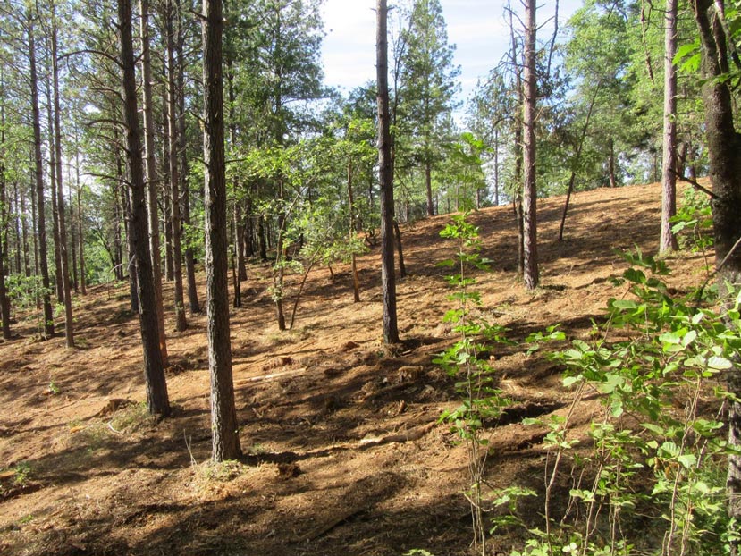 on a hillside, an open forest with trees spaced far enough apart to see hillside and trees in the background
