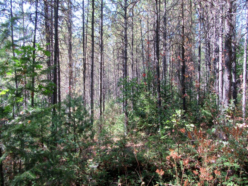 a dense forest with small trees/shrubs in the foreground and a blanket of small/medium trees right behind