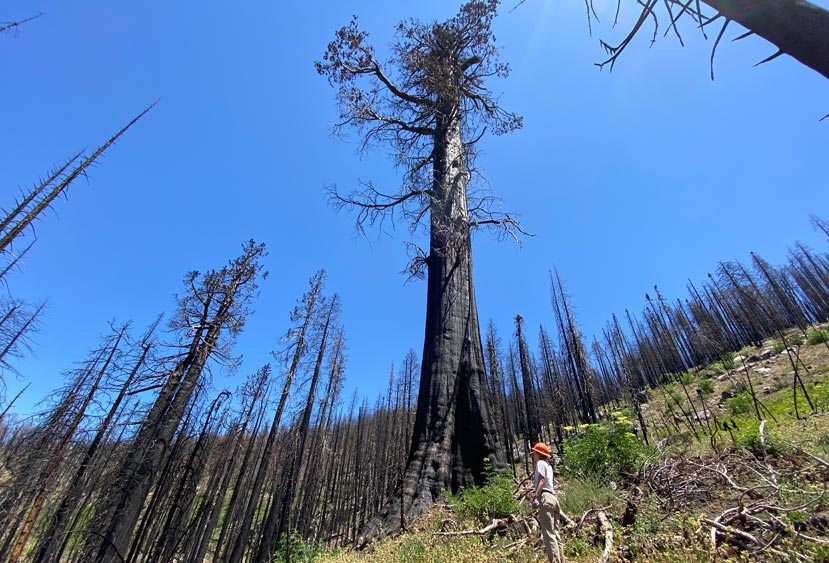 person standing in a burned forest looking up at a large burned tree, blackened from the ground all the way to the top