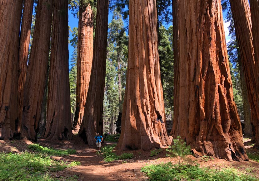 person standing on a path surrounded by giant trees, the bases of which are twice as wide as the person is tall