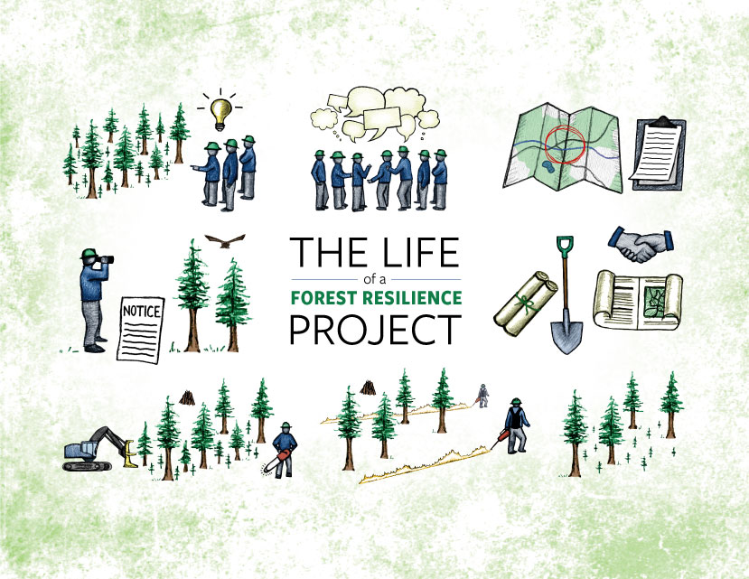 The life of a forest & wildfire resilience project