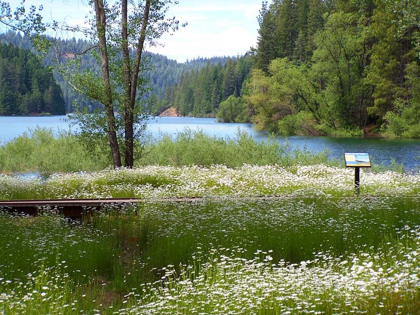 Meadow with tall grassy, little white flowers. A boarwalk bisects it horizontally and has a small sign. A lake and forest are in the background.