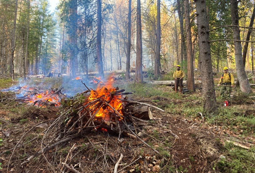 In a forest, a pile of woody material burns in the foreground with several more burn piles extending into the background while two workers observe