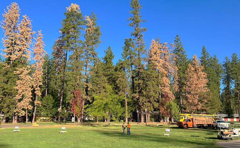 A row of trees, almost half of which are brown (dead or dying), are roped off with two men standing nearby and trucks off to the side