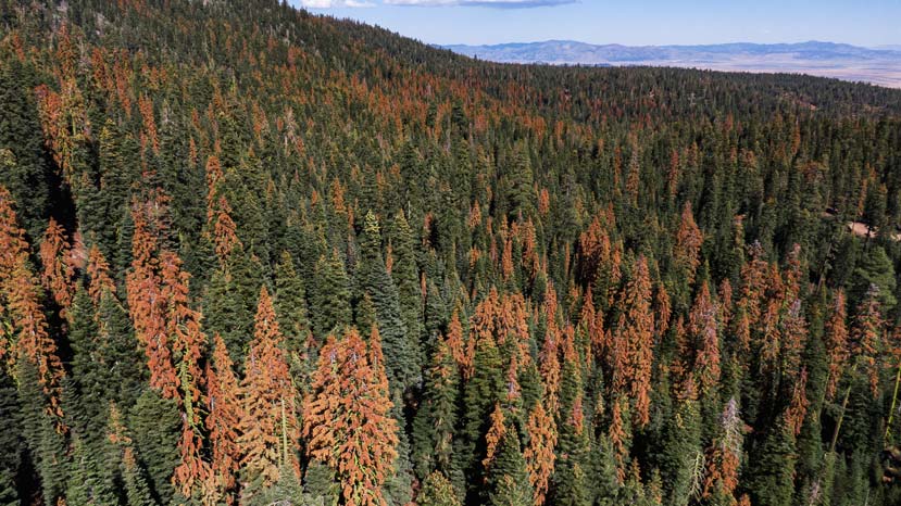 Signs of a new tree mortality event showing up in the Sierra Nevada