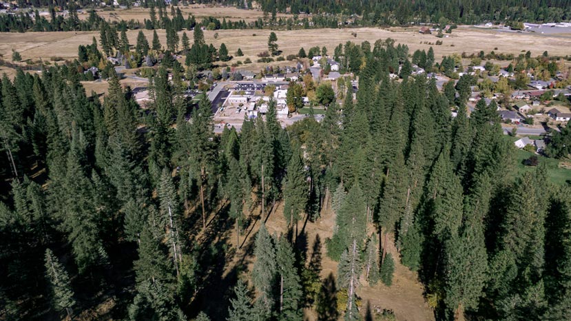 aerial looking down across green pine trees with a building and open space behind them