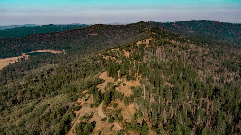 aerial looking across a ridge with a few trees and hillsides covered in green and dead pine trees