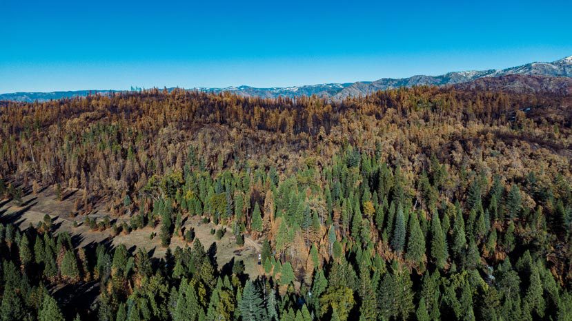 Aerial looking out across large landscape with green trees in the foreground turning into burned brown and black trees along a ridge toward the background. Mountains are slightly visible across the canyon in the far distance