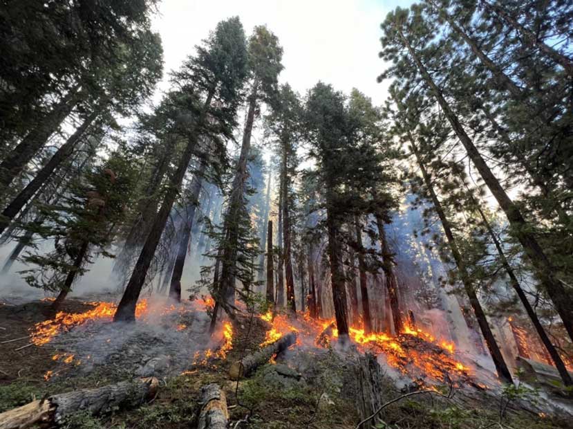 fire burns close to the ground at the base of several tall green trees