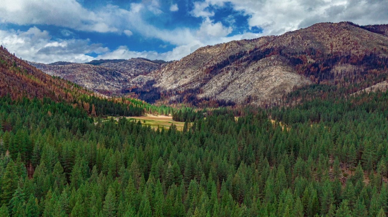 green trees in the foreground with large mountains in the background that are heavily burned and mostly bare with streaks of blackened trees