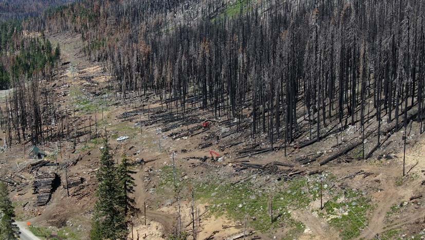 aerial looking down at burned, blackened trees