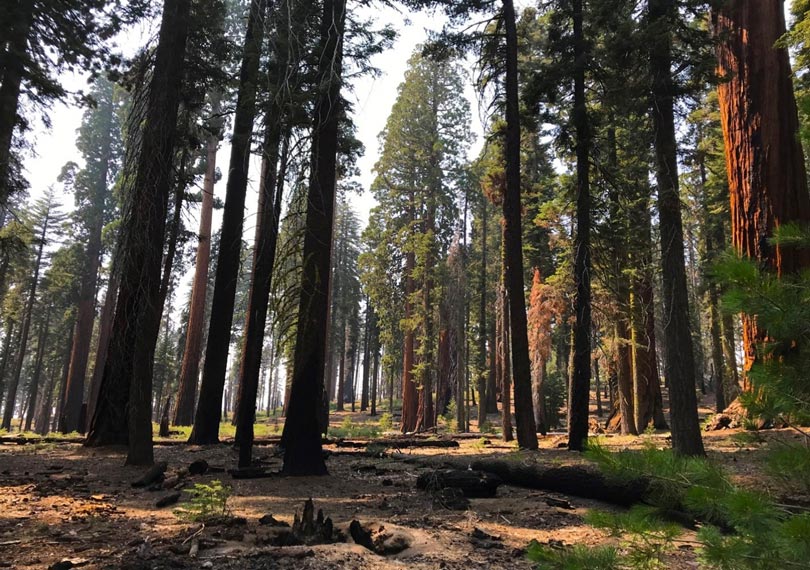 green trees in a forest, many of which are very large with reddish bark