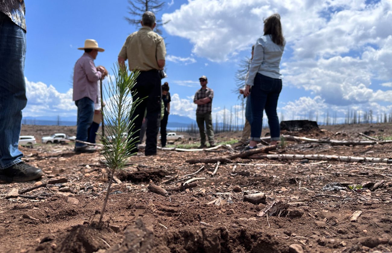 ground-level view of a small tree seedling growing out of dirt with a few people standing and talking in the background