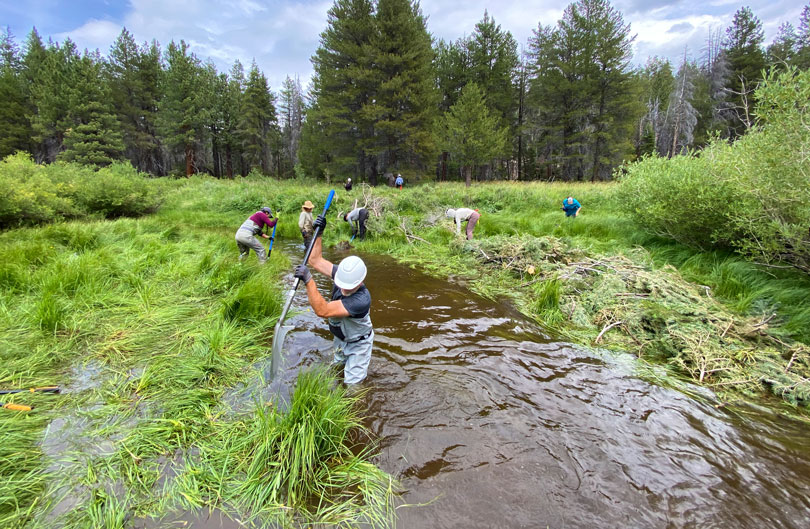A few people wading in water use shovels and other tools. The water is flanked by long grass, bushes, and pine trees.