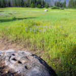 a rock mostly buried in dirt with seven circular holes in it has a grassy meadow behind it that is peppered with purple and yellow wildflowers.