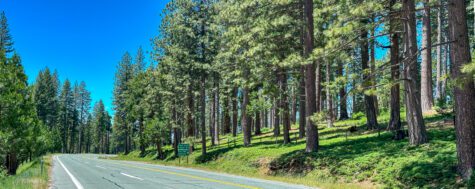 View of highway 88 curving up the mountain with healthy dispersed pine trees by the road side.