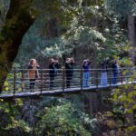 Six people stand on a suspension bridge surrounded by trees. Their arms are outstretched and are each holding something in their hands.