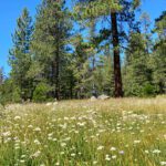 a meadow with green grass and some light yellow flowers backed by green pine trees