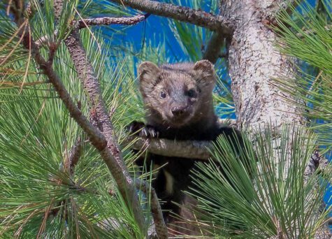 Close up of a brown Pine Martin on a tree branch, partially blocked by green pine needles