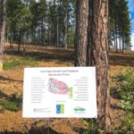 A large sign containing text and a map of the Pine Ridge-Summit fuelbreak. The sign is in front of a forest with sparsely populated trees.