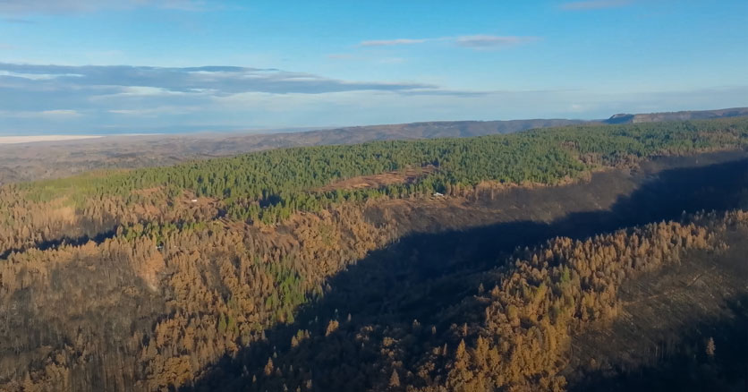 Aerial looking across a burned ridge that still has green trees on its far side