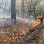 Low flames scattered on forest floor. A person holding a torch that is putting more fire on the ground while another person watches.