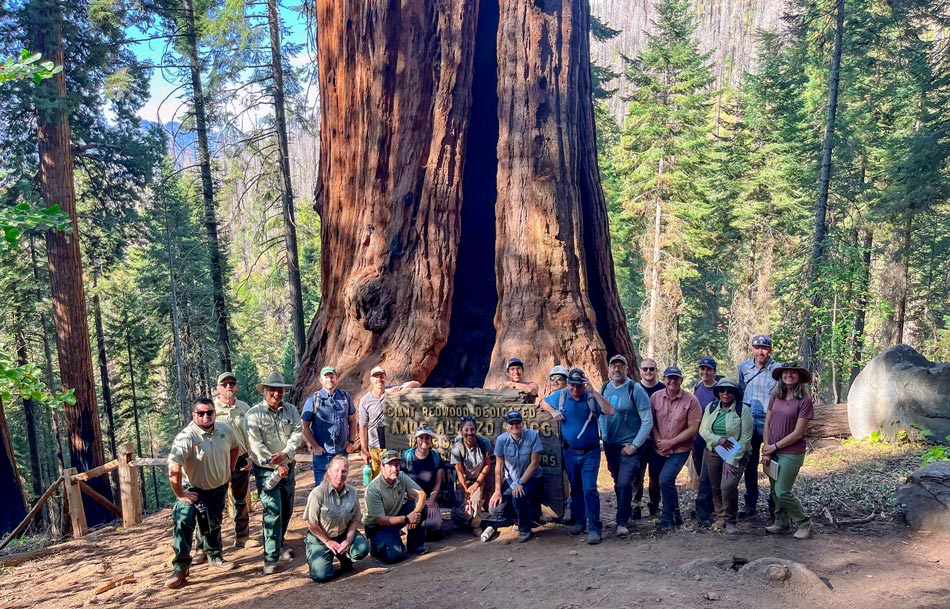 20 people pose at the base of a giant tree that is almost as wide as the group