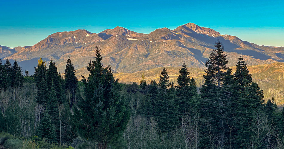 lots of green trees with an illuminated rugged mountain in the background