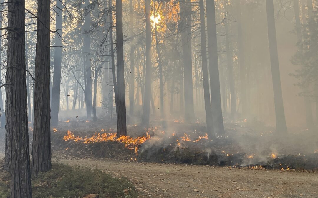SNC launches new Wildfire and Forest Resilience grant round to reduce fuels, protect communities