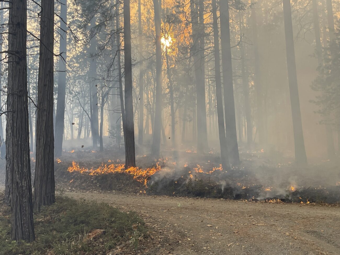A path through trees with smoke and small fires at the base of the trees.