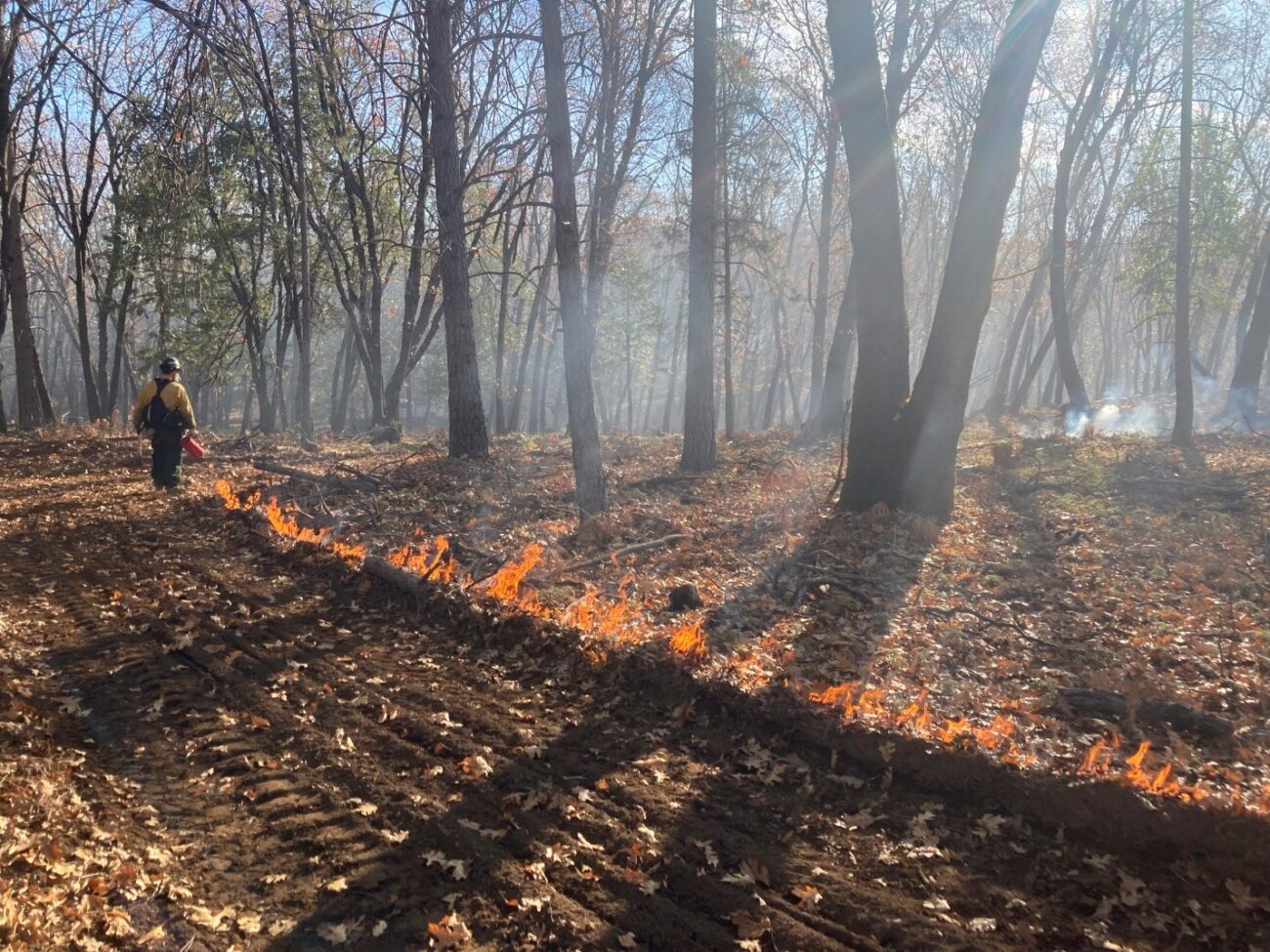 A trail with trees behind, a worker starting a small controlled fire