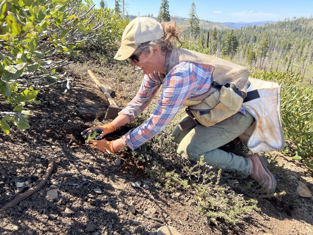 A person planting a sprout.